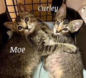 Curley, a Adoptable Domestic Short Hair in Owasso, OK image 2/6