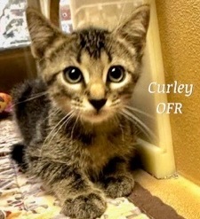 Curley, a Adoptable Domestic Short Hair in Owasso, OK image 3/6