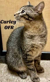 Curley, a Adoptable Domestic Short Hair in Owasso, OK image 4/6