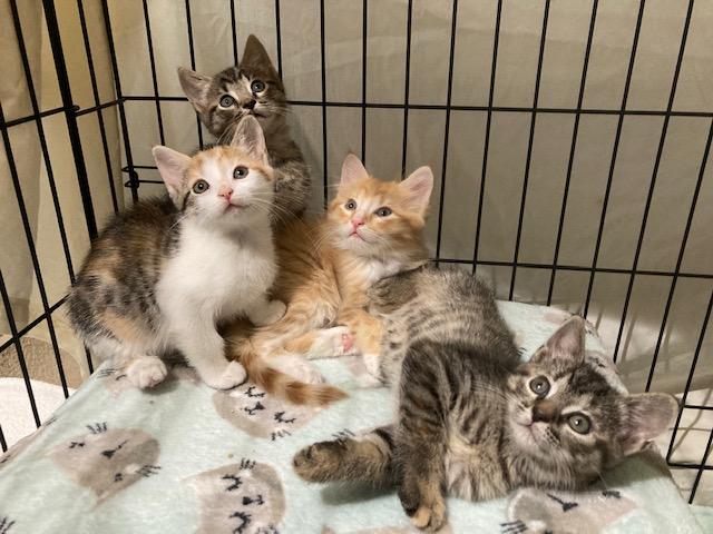 "Crawlspace" Litter of #4 , ADOPTABLE, Kitten Male Domestic Short Hair.