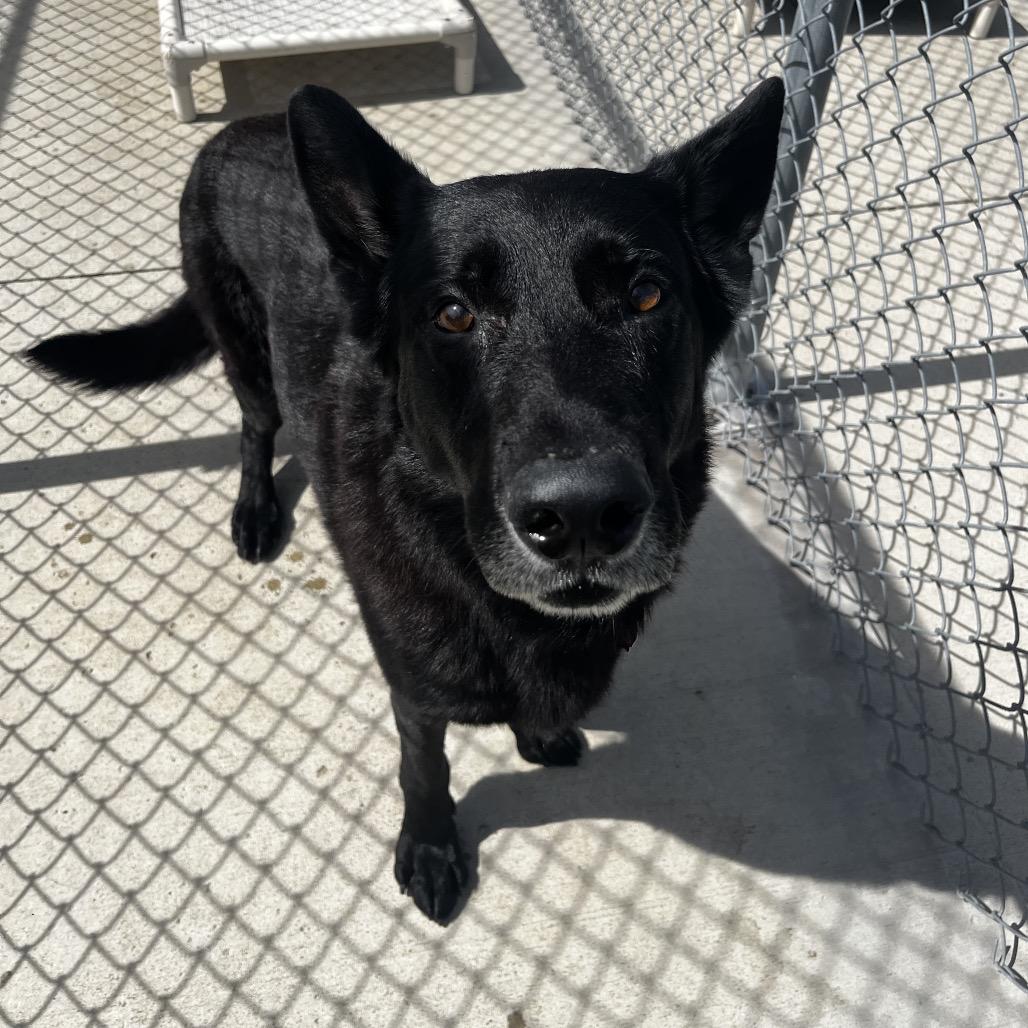 Enlarge Bear, a Adoptable German Shepherd Dog in Delaware, OH image 1/6