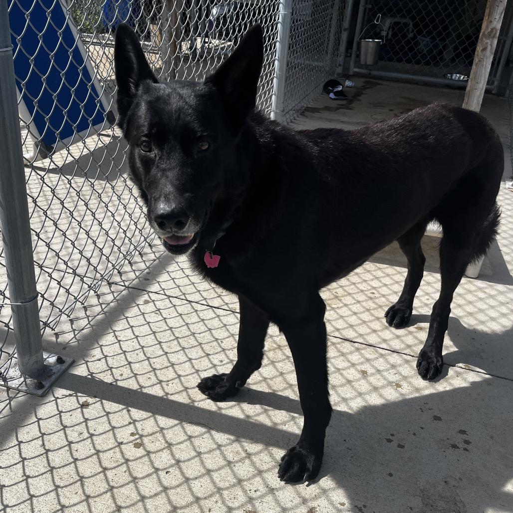 Enlarge Bear, a Adoptable German Shepherd Dog in Delaware, OH image 2/6