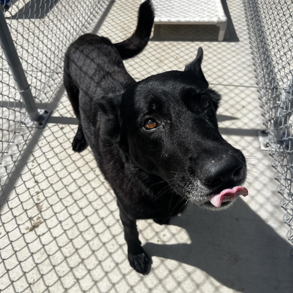 Enlarge Bear, a Adoptable German Shepherd Dog in Delaware, OH image 3/6