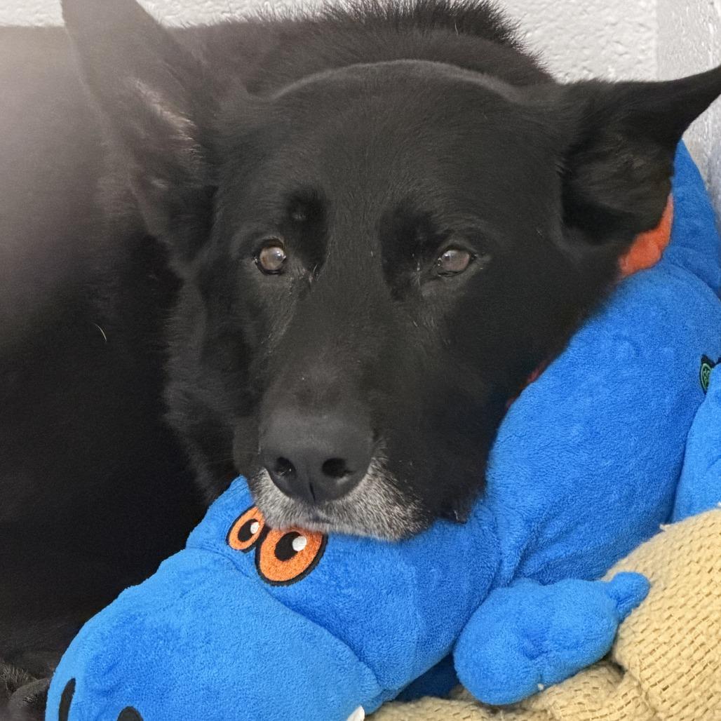 Enlarge Bear, a Adoptable German Shepherd Dog in Delaware, OH image 4/6