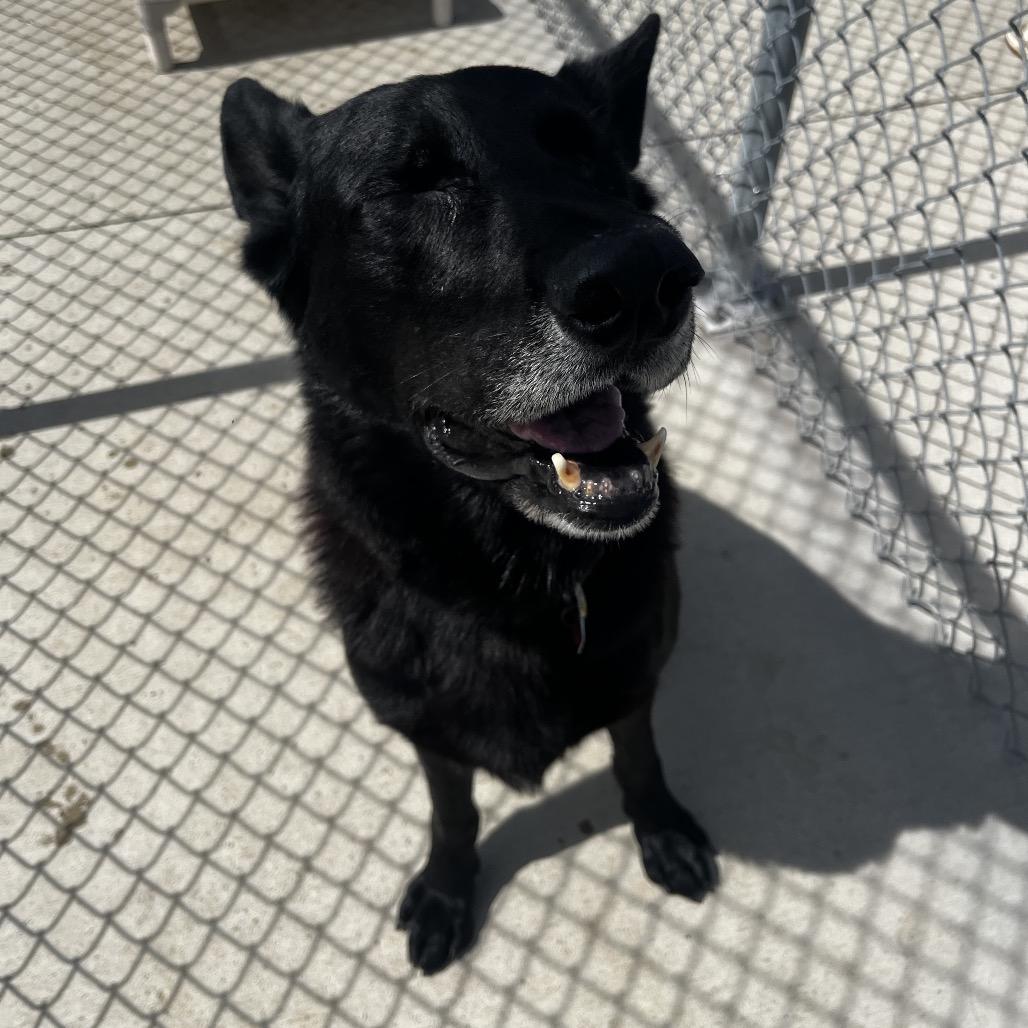 Enlarge Bear, a Adoptable German Shepherd Dog in Delaware, OH image 5/6