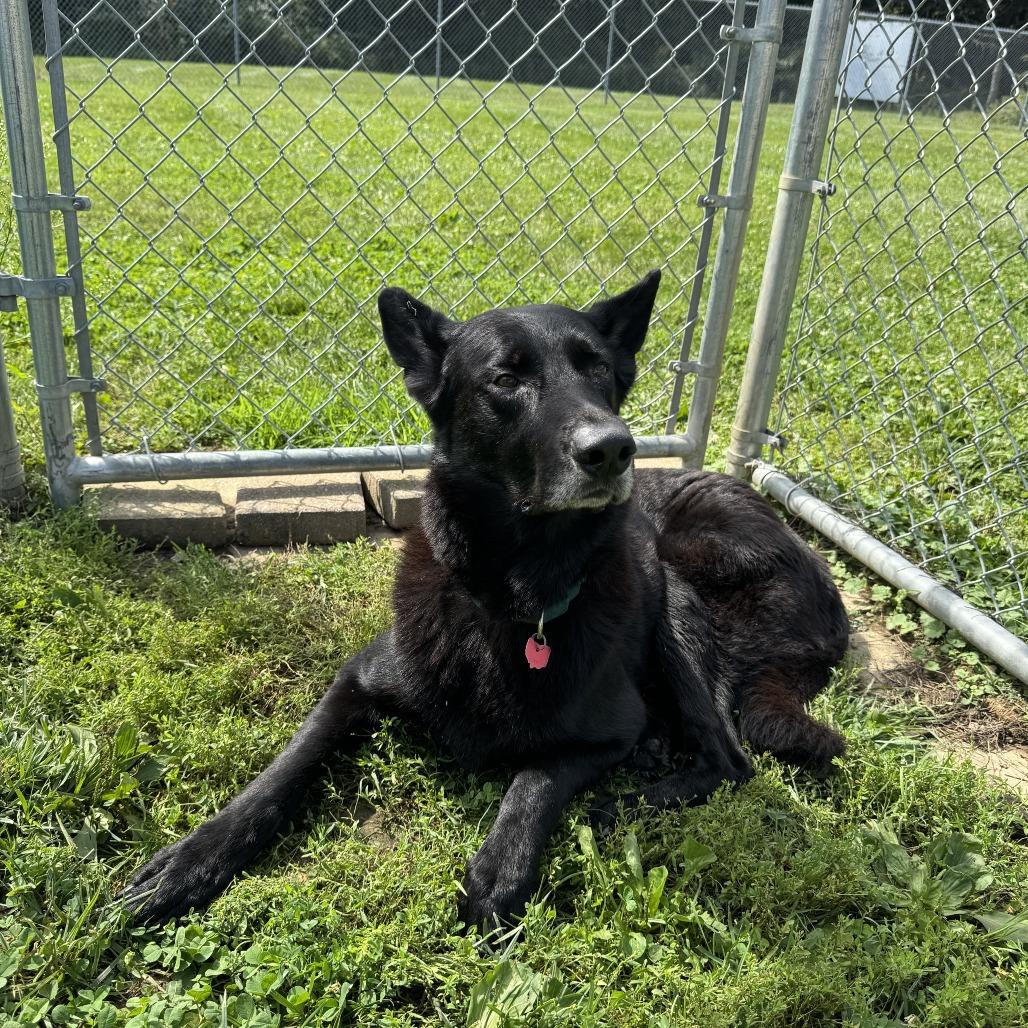 Enlarge Bear, a Adoptable German Shepherd Dog in Delaware, OH image 6/6
