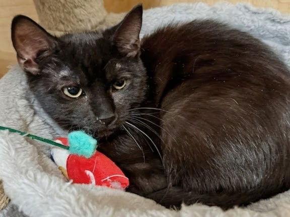 Mystery 10.10.25, Adoptable, Kitten Female Domestic Short Hair.