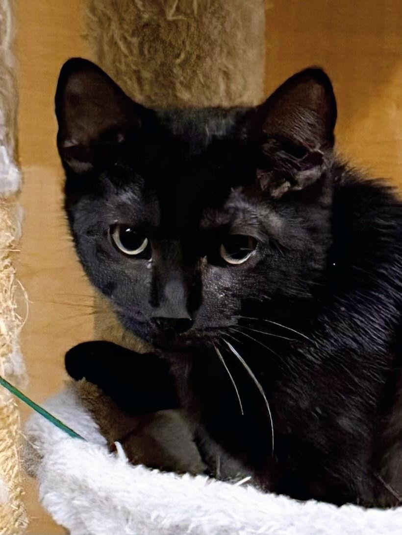 Enlarge Mystery 10.10.25, a Adoptable Domestic Short Hair in Apopka, FL image 2/2