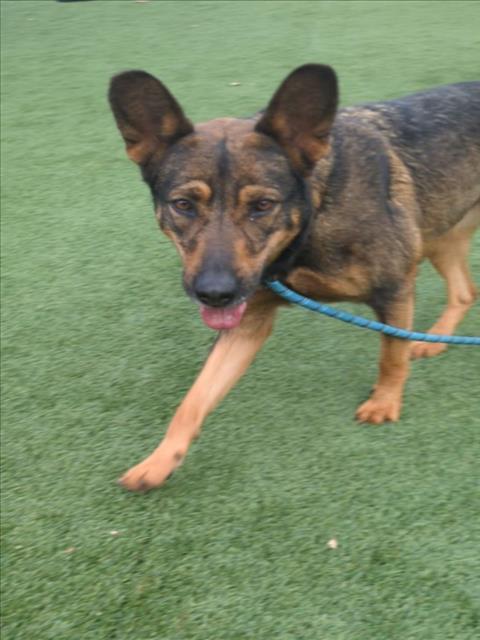 BAILEY, Adoptable, Adult Female German Shepherd Dog.