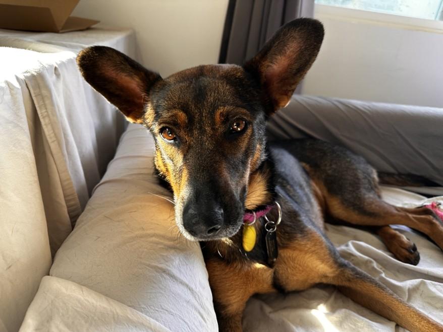 BAILEY, Adoptable, Adult Female German Shepherd Dog.