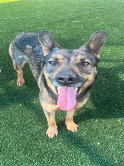 Enlarge BAILEY, a Adoptable German Shepherd Dog in Los Angeles, CA image 1/1