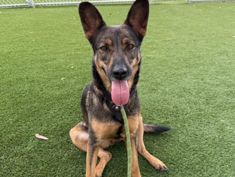 BAILEY, Adoptable, Adult Female German Shepherd Dog.