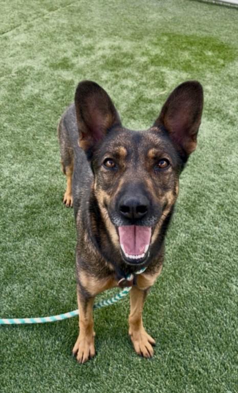 BAILEY, Adoptable, Adult Female German Shepherd Dog.