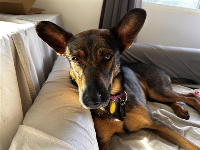 BAILEY, Adoptable, Adult Female German Shepherd Dog.