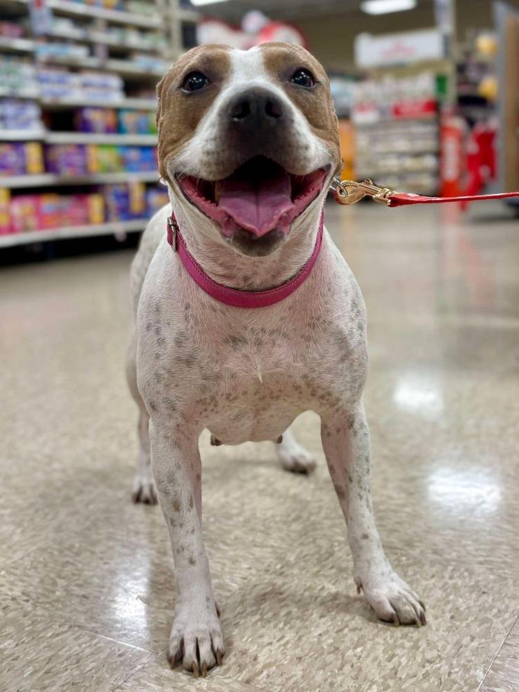 Mira, Adoptable, Adult Female Pit Bull Terrier & American Staffordshire Terrier.