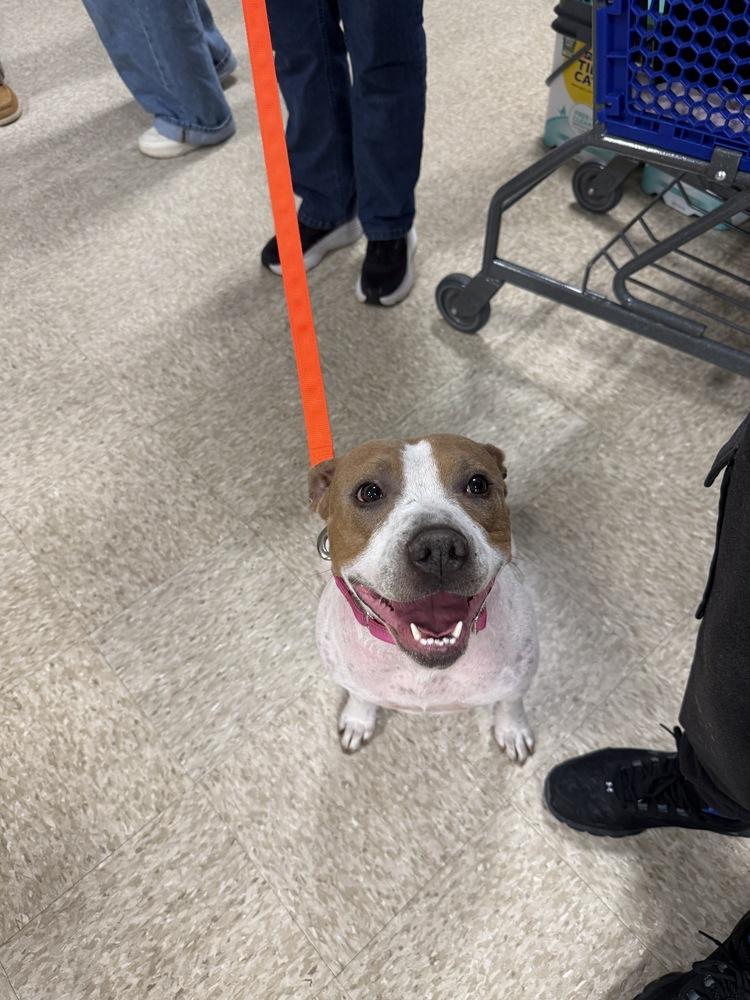 Mira, Adoptable, Adult Female Pit Bull Terrier & American Staffordshire Terrier.