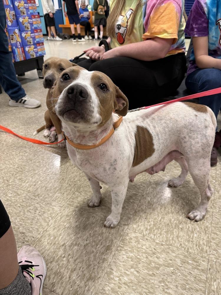 Mira, Adoptable, Adult Female Pit Bull Terrier & American Staffordshire Terrier.