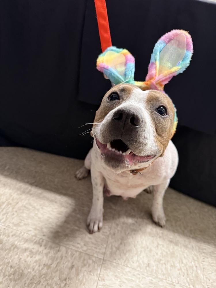 Mira, a Adoptable mixed breed in Wenonah, NJ image 3/6