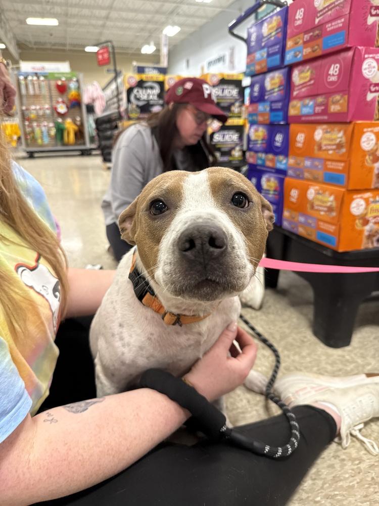 Mira, a Adoptable mixed breed in Wenonah, NJ image 4/6