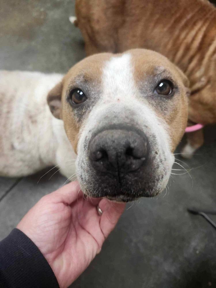 Mira, Adoptable, Adult Female Pit Bull Terrier & American Staffordshire Terrier.
