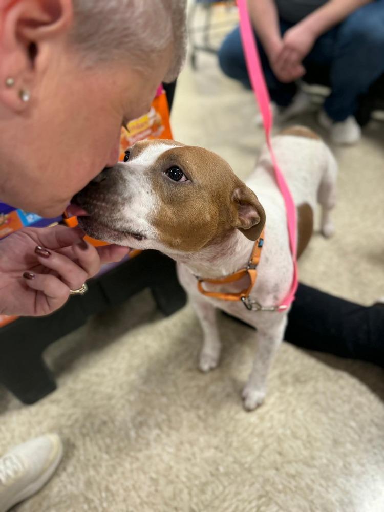 Mira, a Adoptable mixed breed in Wenonah, NJ image 6/6