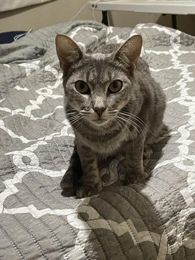 Wren — thumbnail 3