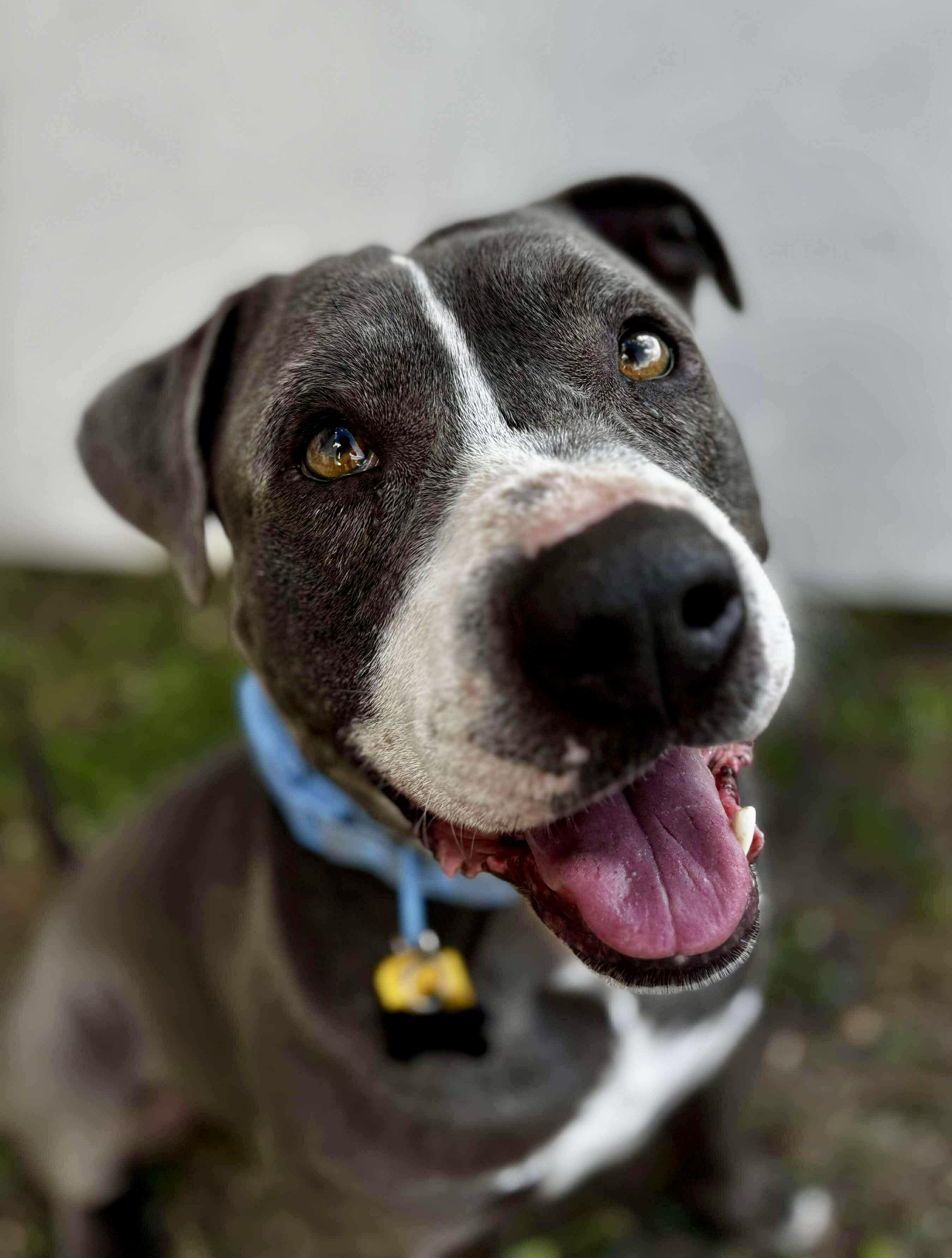 Ralphie, Senior Male American Staffordshire Terrier