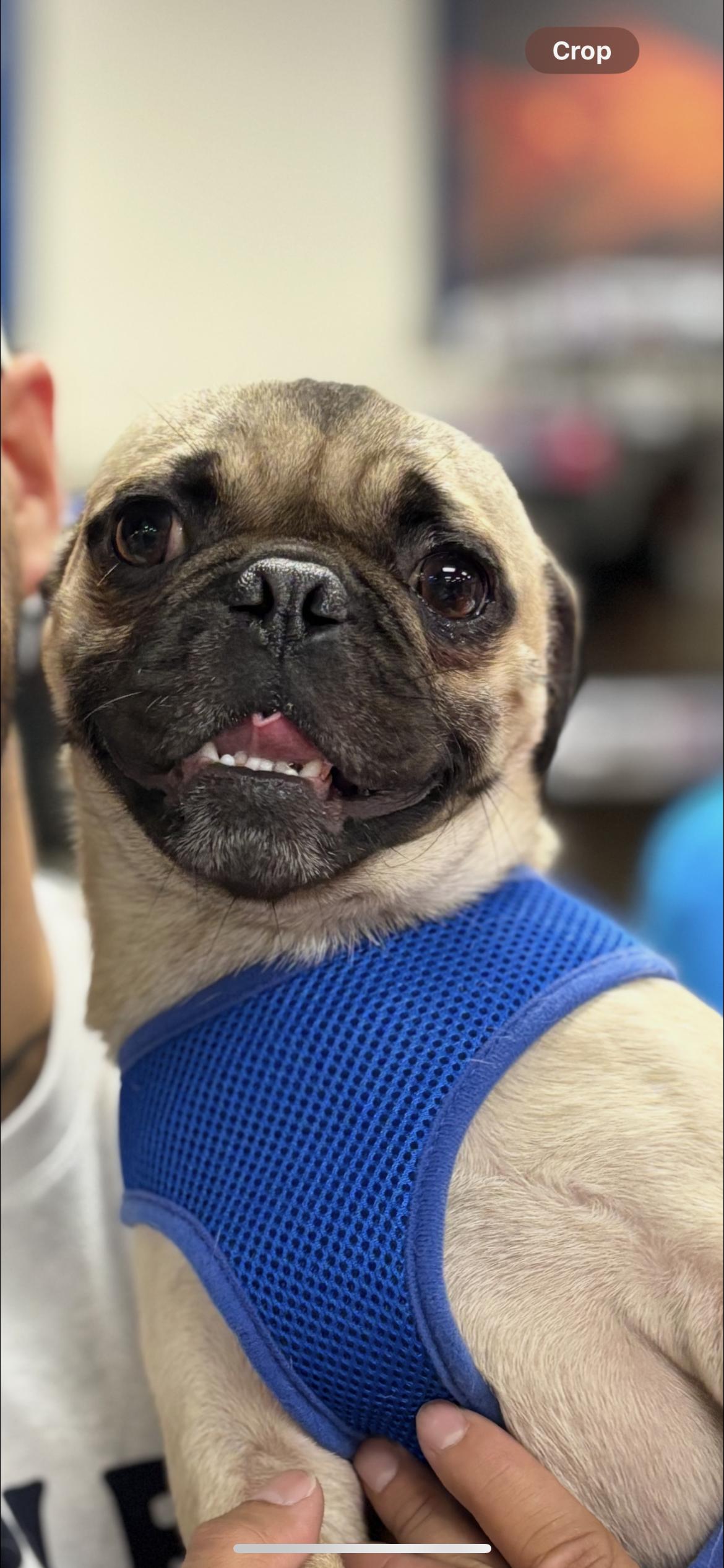 Enlarge Ruffles , a ADOPTABLE Pug in Hamden, CT image 3/5