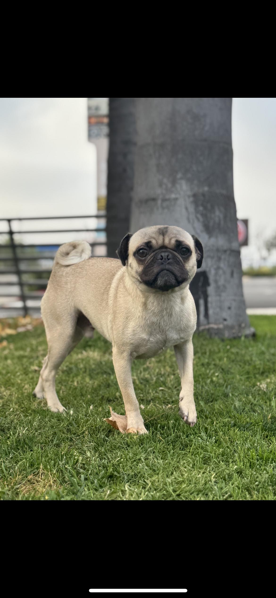 Enlarge Ruffles , a ADOPTABLE Pug in Hamden, CT image 4/5