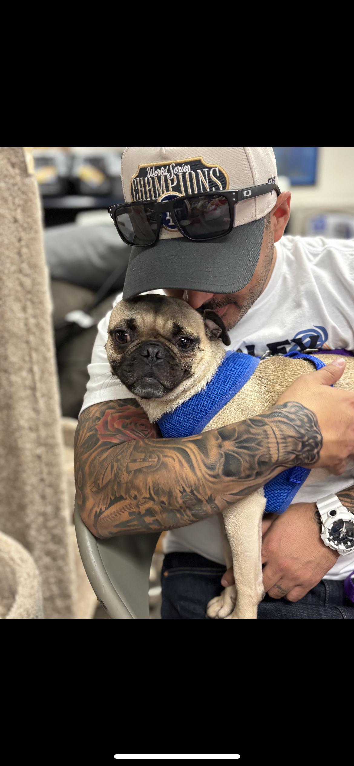 Enlarge Ruffles , a ADOPTABLE Pug in Hamden, CT image 5/5