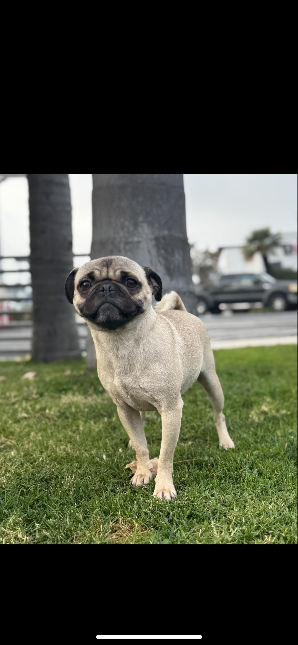 Enlarge Ruffles , a ADOPTABLE Pug in Hamden, CT image 1/5
