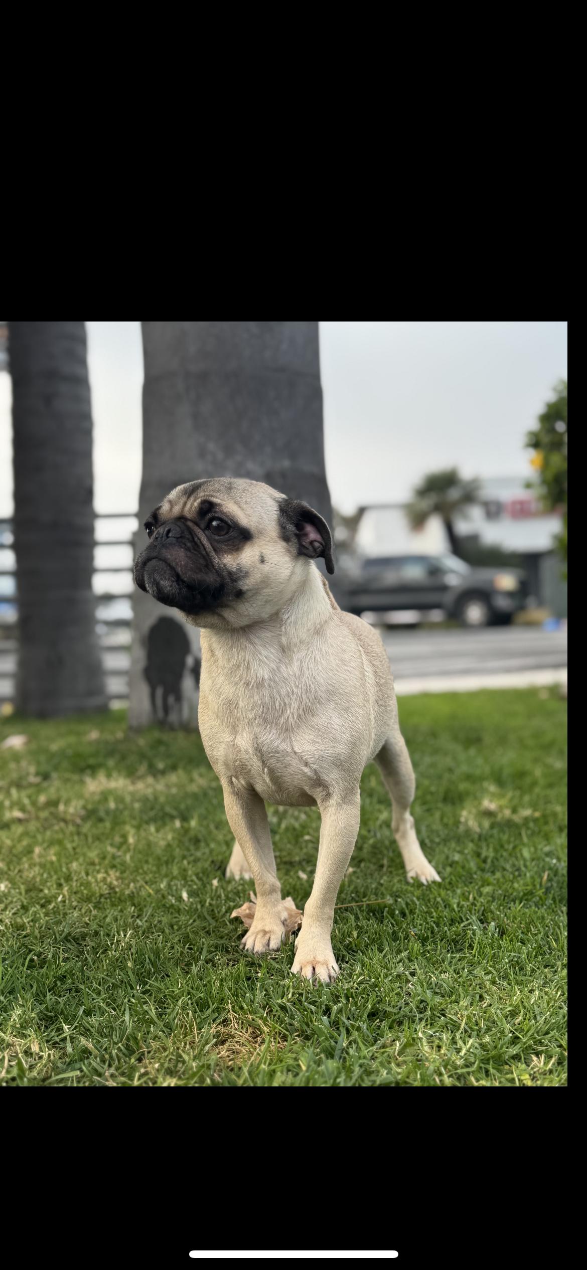 Enlarge Ruffles , a ADOPTABLE Pug in Hamden, CT image 2/5