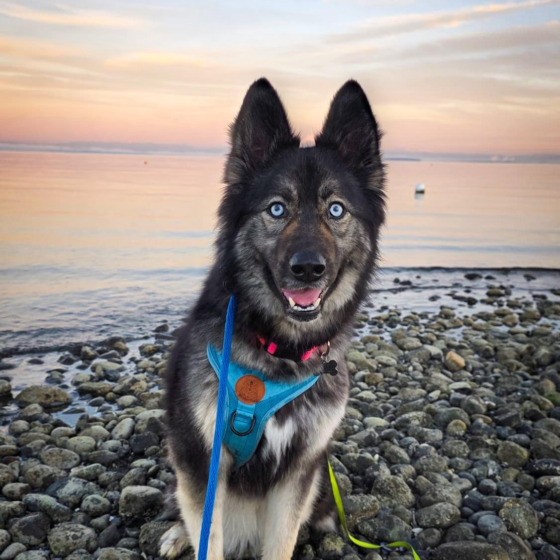 Enlarge Sol, a Adoptable mixed breed in Issaquah, WA image 3/6