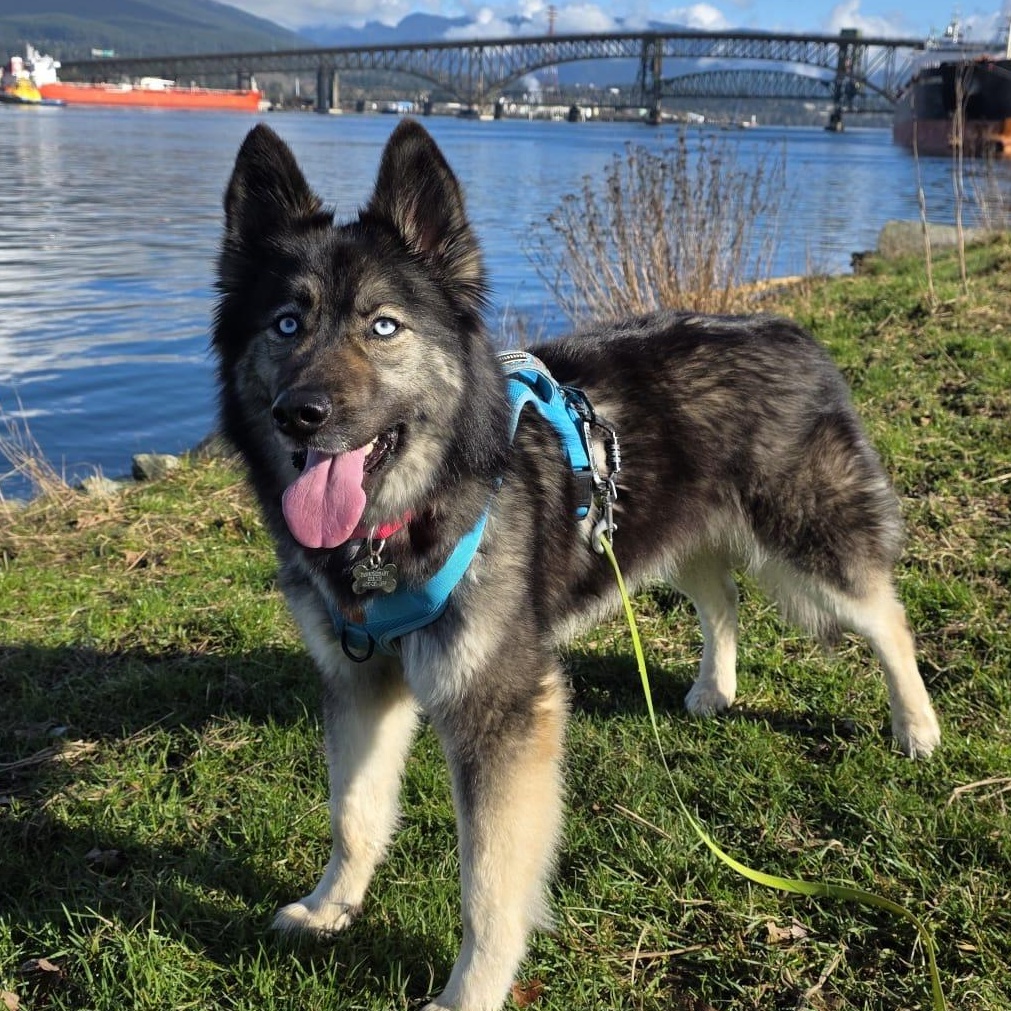 Enlarge Sol, a Adoptable mixed breed in Issaquah, WA image 2/6
