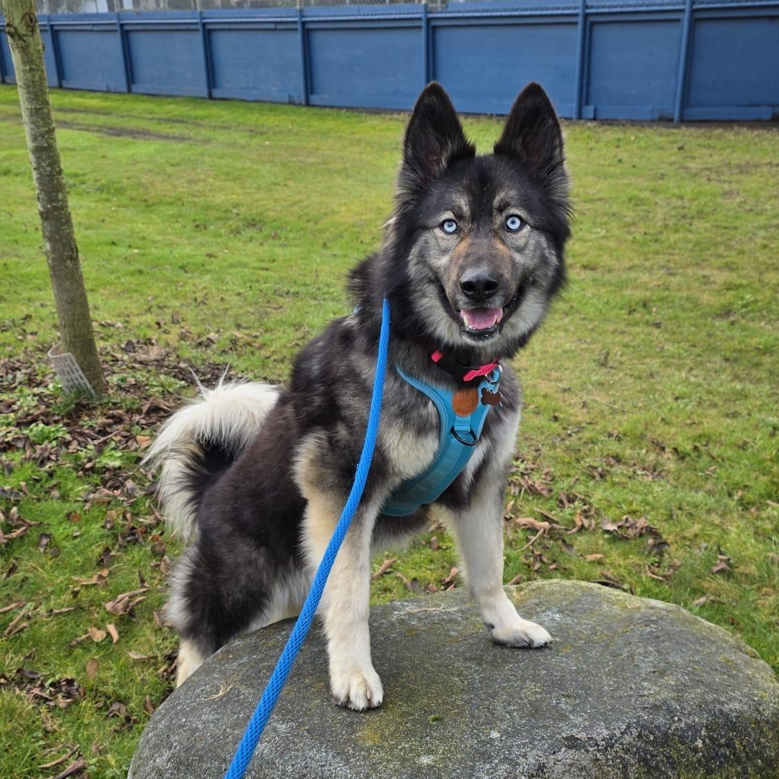 Sol, Adoptable, Young Female German Shepherd Dog & Siberian Husky.