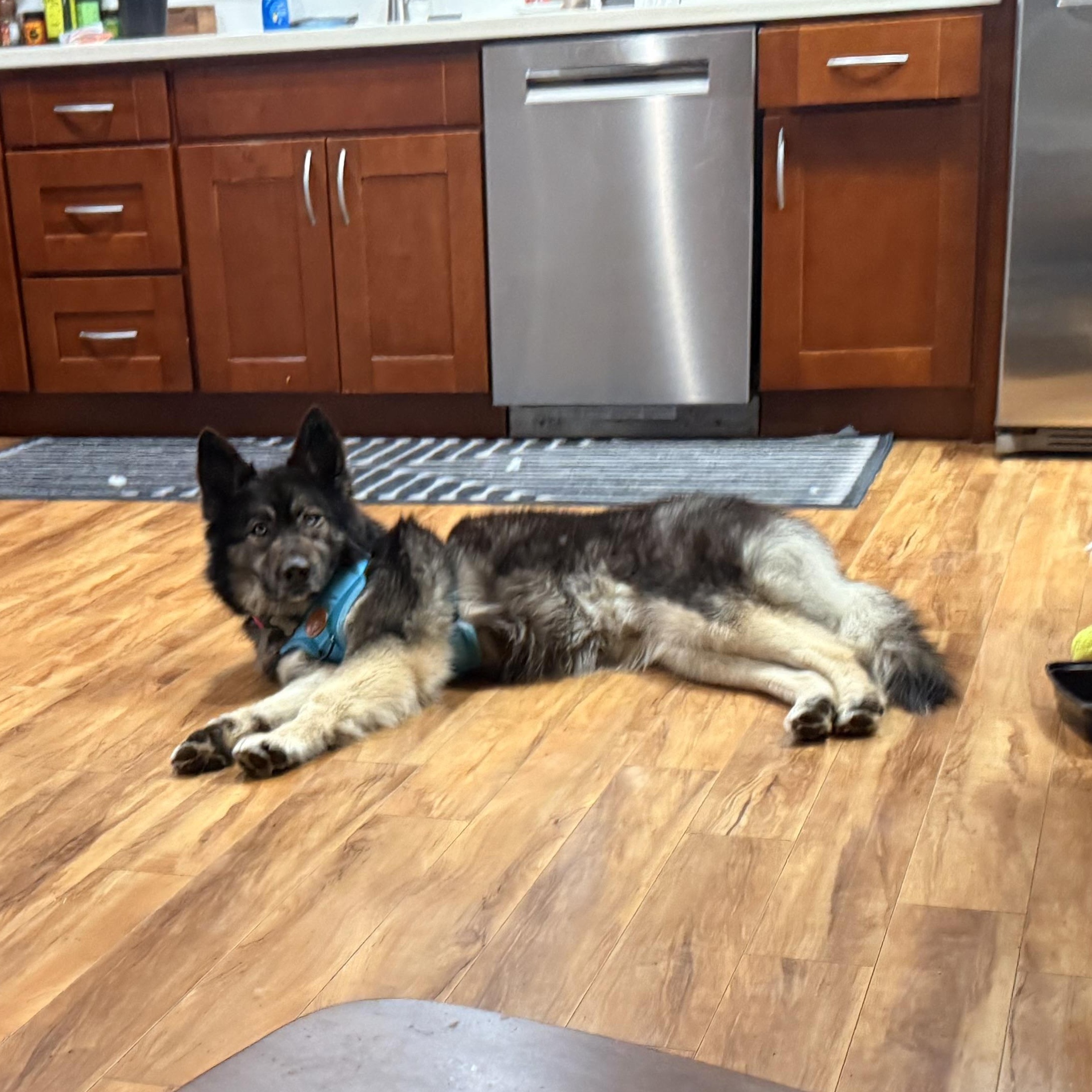 Enlarge Sol, a Adoptable mixed breed in Issaquah, WA image 5/6