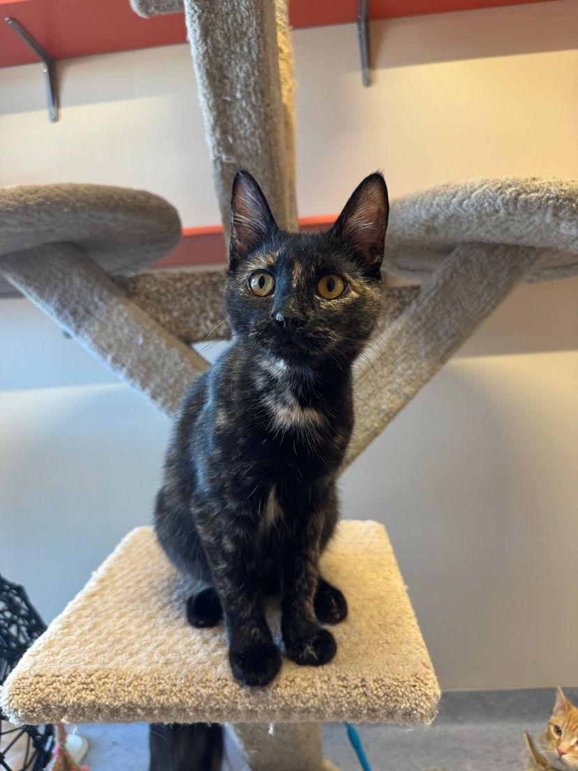 Enlarge Georgia, a Adopted Domestic Short Hair in Arlington, VT image 1/2