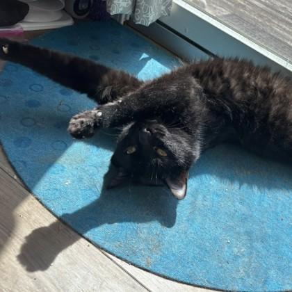 Jasper, a Adoptable Domestic Short Hair in Ann Arbor, MI image 2/6