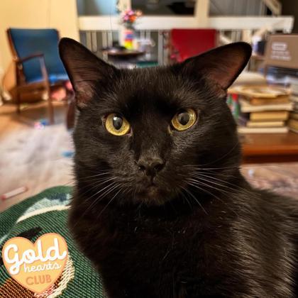 Enlarge Jasper, a Adoptable Domestic Short Hair in Ann Arbor, MI image 1/3