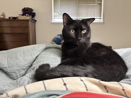 Jasper, Adoptable, Adult Male Domestic Short Hair & Domestic Short Hair.