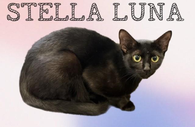 Enlarge STELLA LUNA, a Adoptable Domestic Short Hair in Sarasota, FL image 1/1