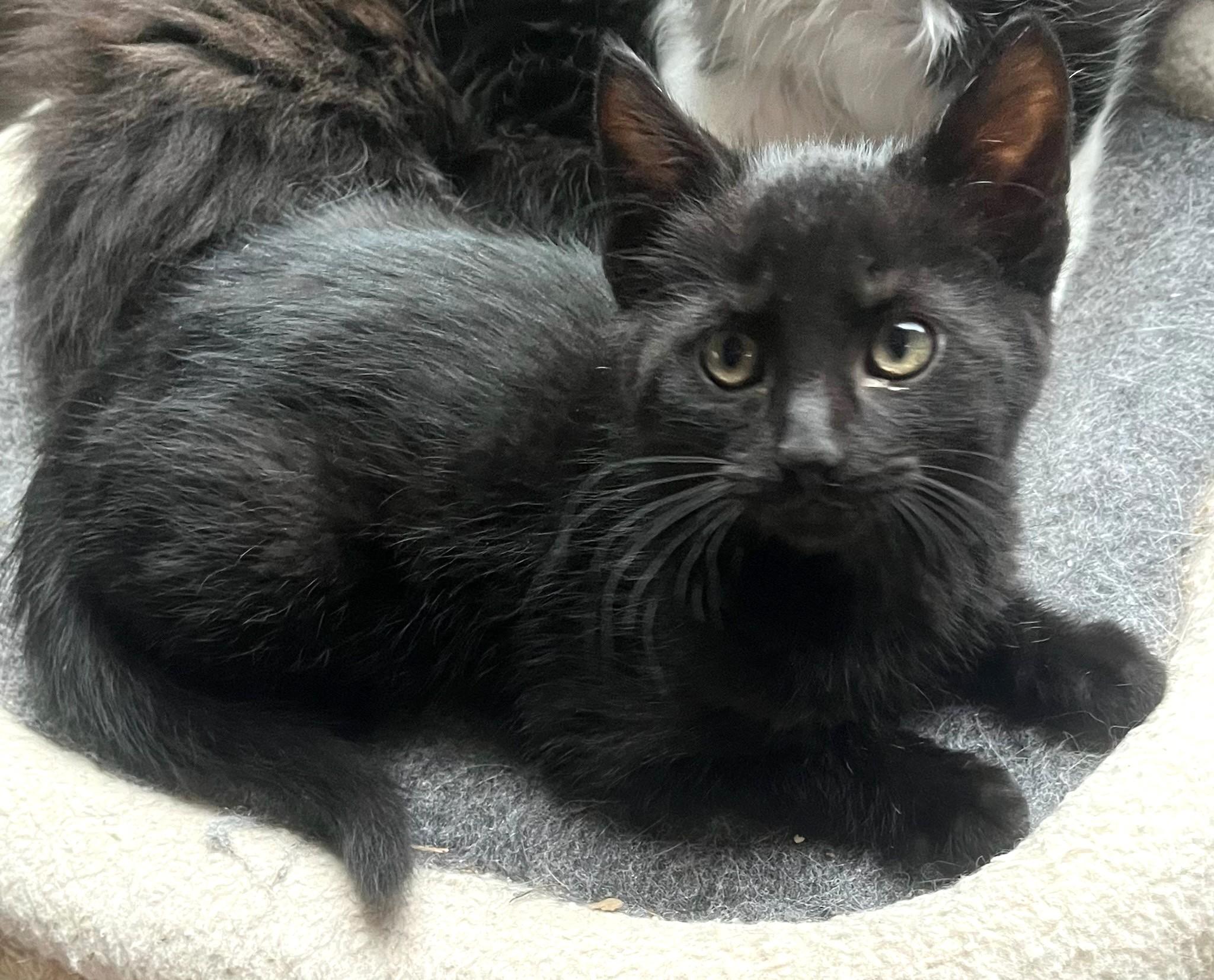 Johnny, ADOPTABLE, Kitten Male Bombay & American Shorthair.