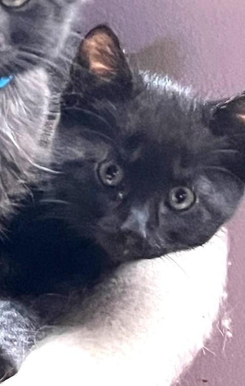 Johnny, ADOPTABLE, Kitten Male Bombay & American Shorthair.