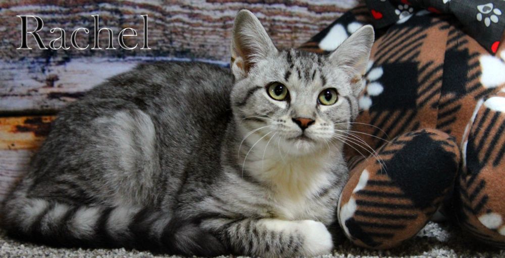 Rachel, a Adopted Domestic Short Hair in Topinabee, MI image 1/6