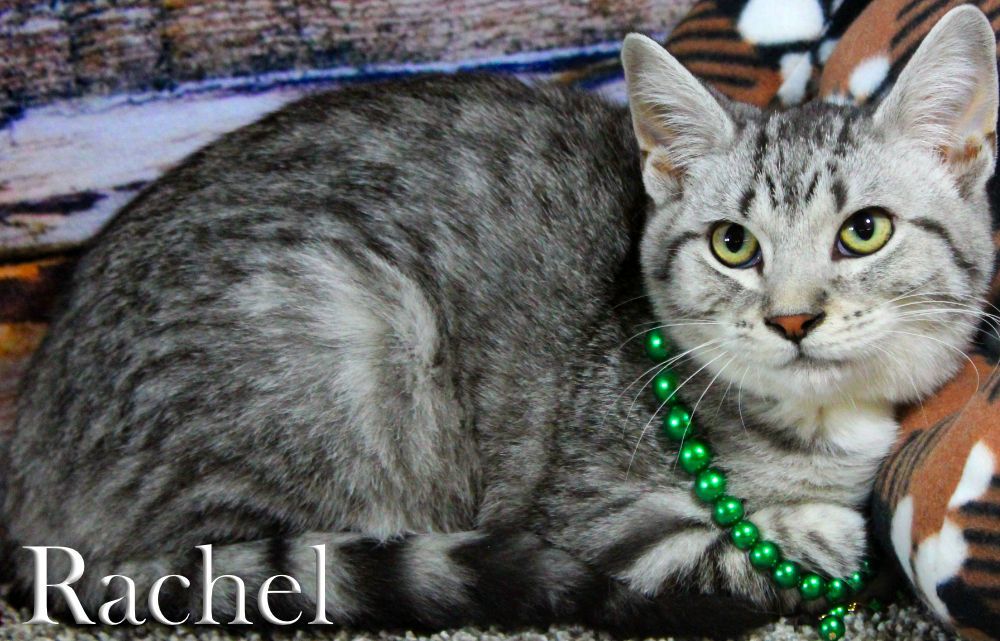 Rachel, a Adopted Domestic Short Hair in Topinabee, MI image 2/6