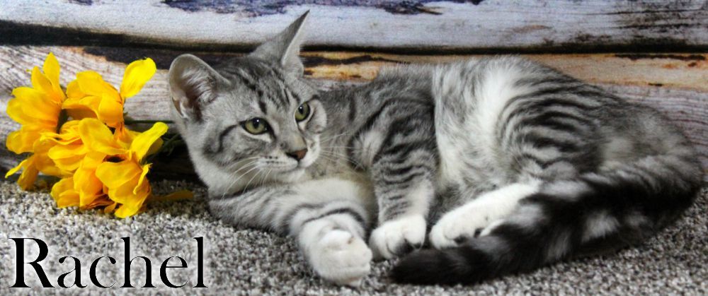 Rachel, a Adopted Domestic Short Hair in Topinabee, MI image 3/6