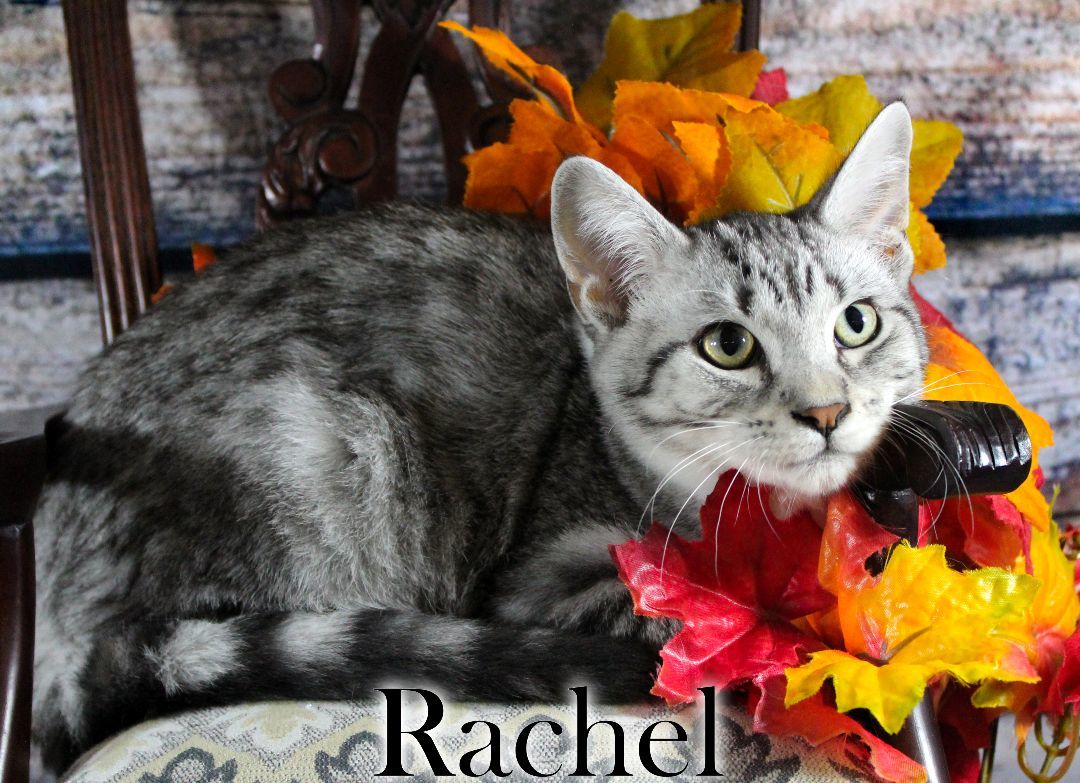 Rachel, a Adopted Domestic Short Hair in Topinabee, MI image 4/6