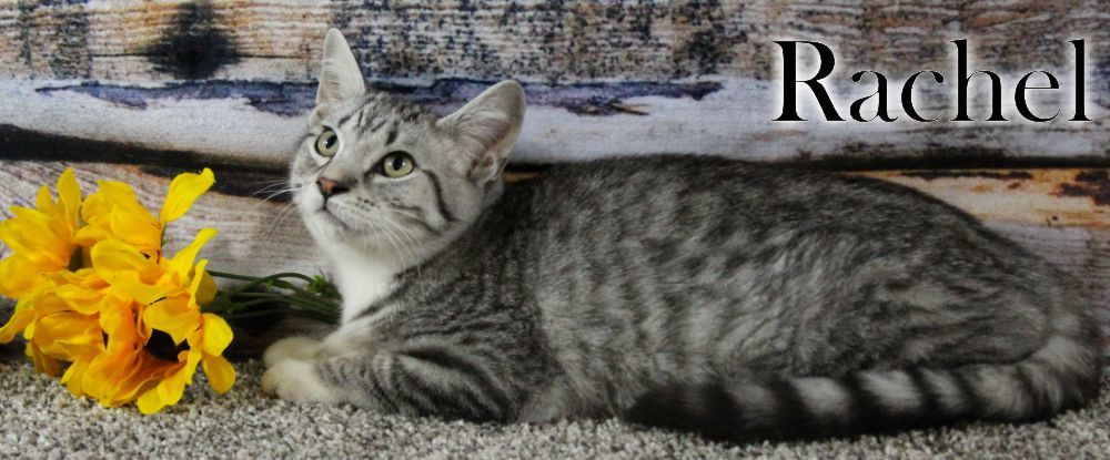 Rachel, a Adopted Domestic Short Hair in Topinabee, MI image 5/6