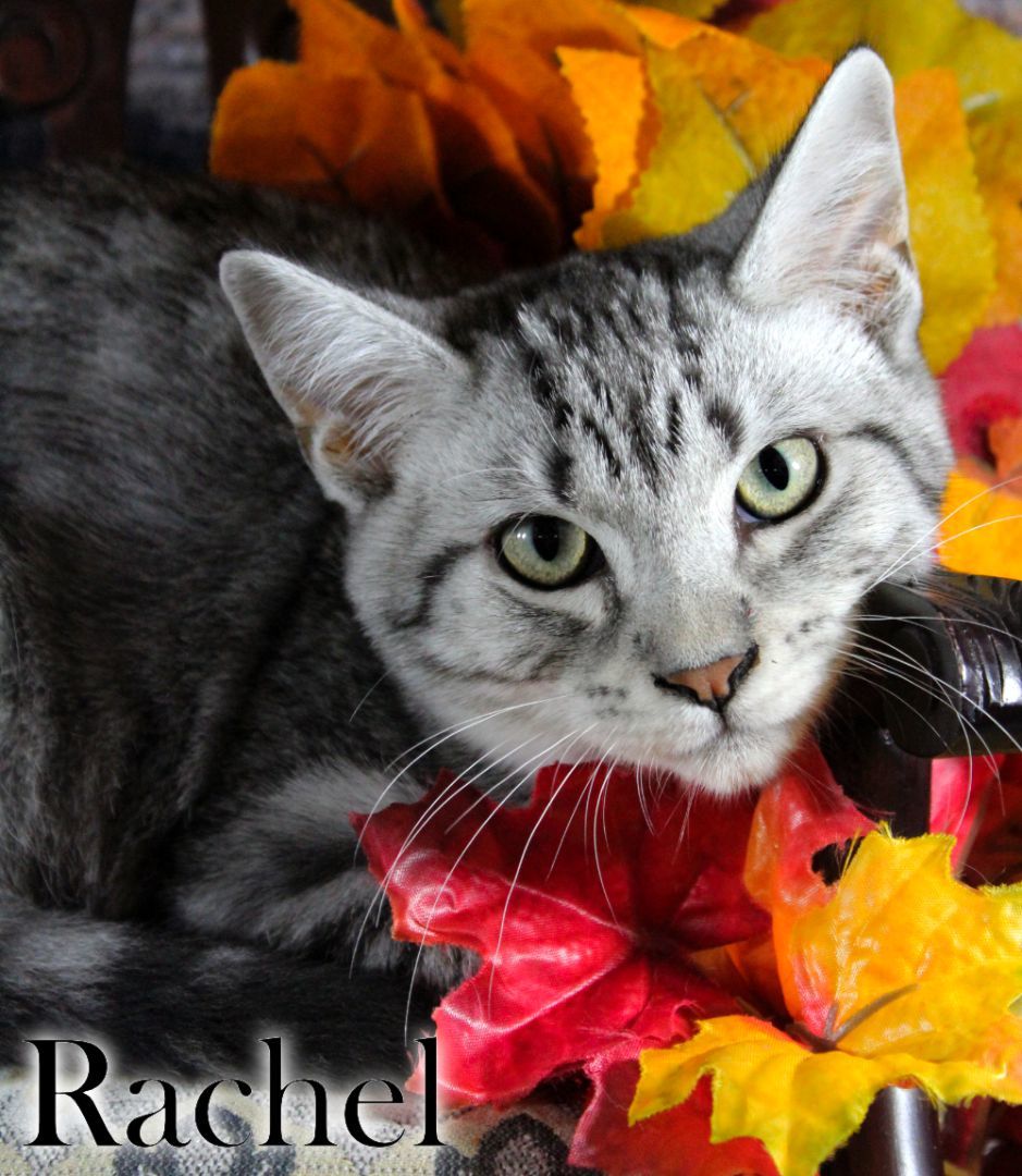 Rachel, a Adopted Domestic Short Hair in Topinabee, MI image 6/6