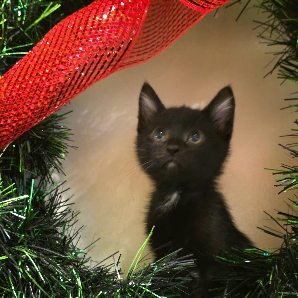 Tobias, a Adoptable Domestic Short Hair in Port Townsend, WA image 1/3